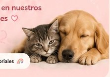 Gatito y perrito descansando juntos